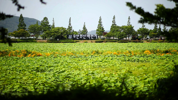 무안 회산 백련자생지.