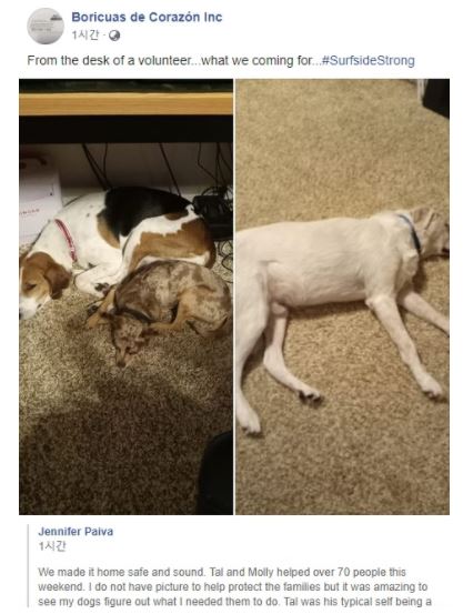 투입 후 휴식을 취하는 치료견들[인스타그램 게시물 캡처, 재판매 및 DB 금지]