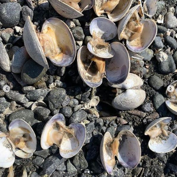 사진=미 워싱턴주의 생굴 채취 업체 '하마하마 오이스터스'가 자사 인스타그램 캡쳐
