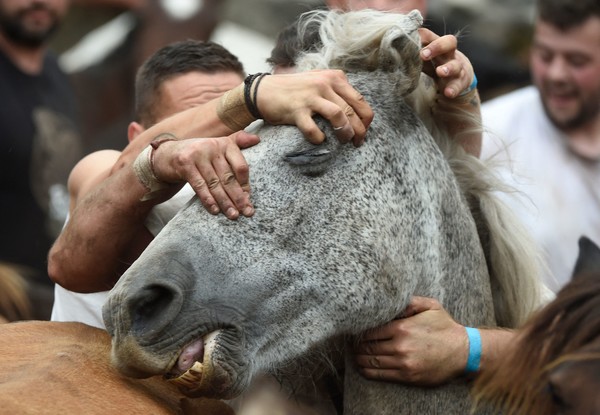 사진=AFP/연합뉴스, 갈기를 정리하기 위해 사람들이 말의 머리를 고정시키고 있다.