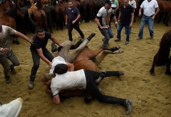 사진=AFP/연합뉴스,두 사람이 말을 쓰러트린 뒤 바닥에 누르고 있다.
