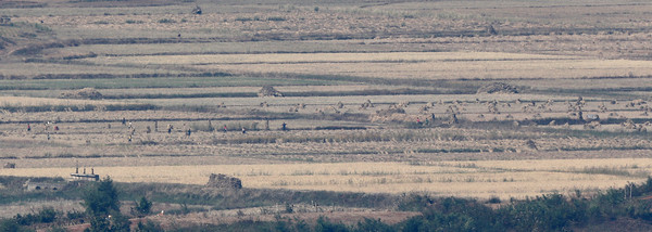 [사진=추수하는 북한 주민들, 연합뉴스]