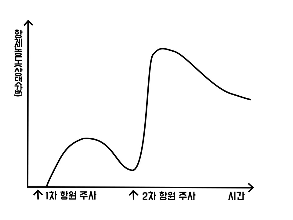 ​[사진=1차, 2차 접종시 시간에 따른 체내 항체 농도/월드투데이DB]