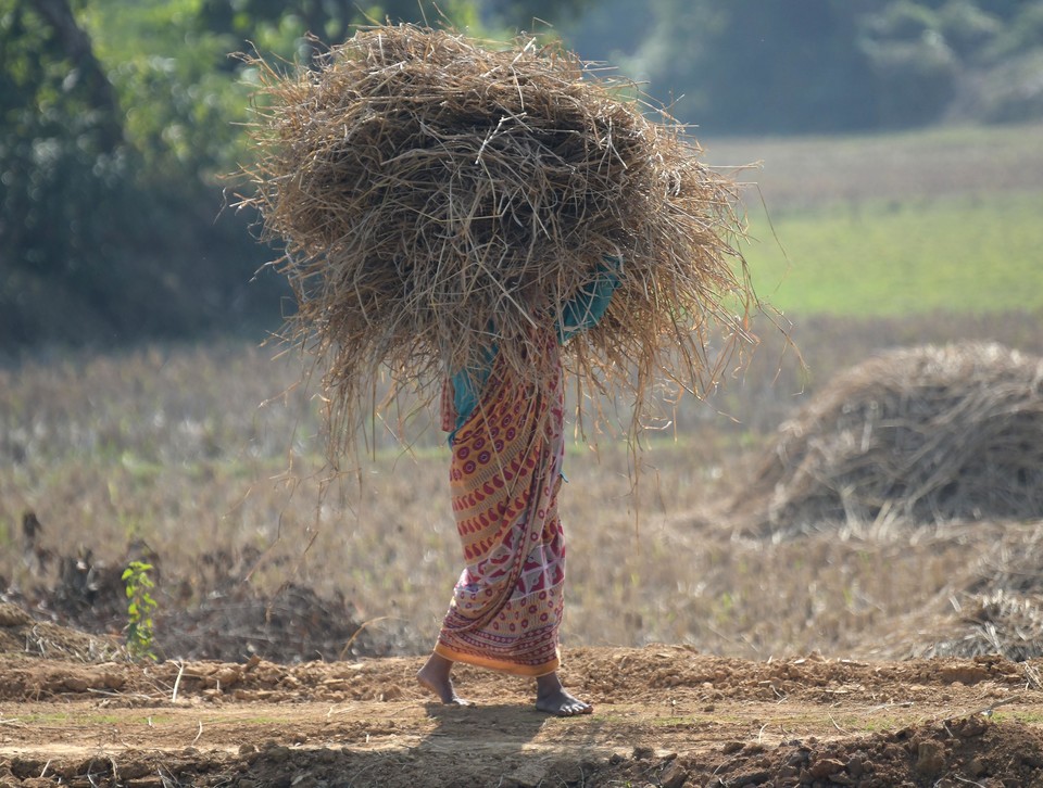 [사진=인도 북부지역의 농촌에서 볏짚을 다르는 여성의 모습, 신화통신/연합뉴스]