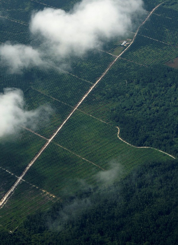[사진=인도네시아 팜유 농장, REUTERS/연합뉴스]