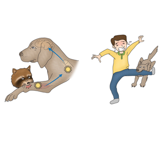 [사진=서울아산병원 광견병 의료정보]