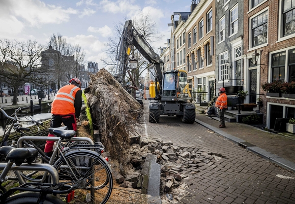 [사진=태풍 유니스로 쓰러진 네덜란드 암스테르담의 나무, EPA/연합뉴스]