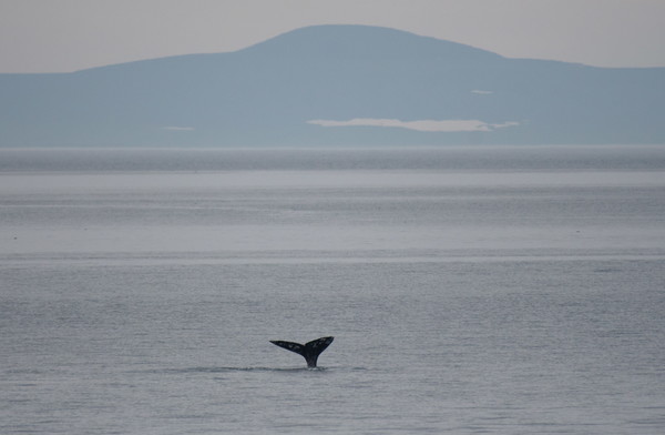 베링해 세냐빈 해협에서 헤엄치는 혹등고래 [사진=TASS/연합뉴스]