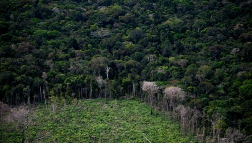 사진=브라질 아마존/AFP, 연합뉴스 제공