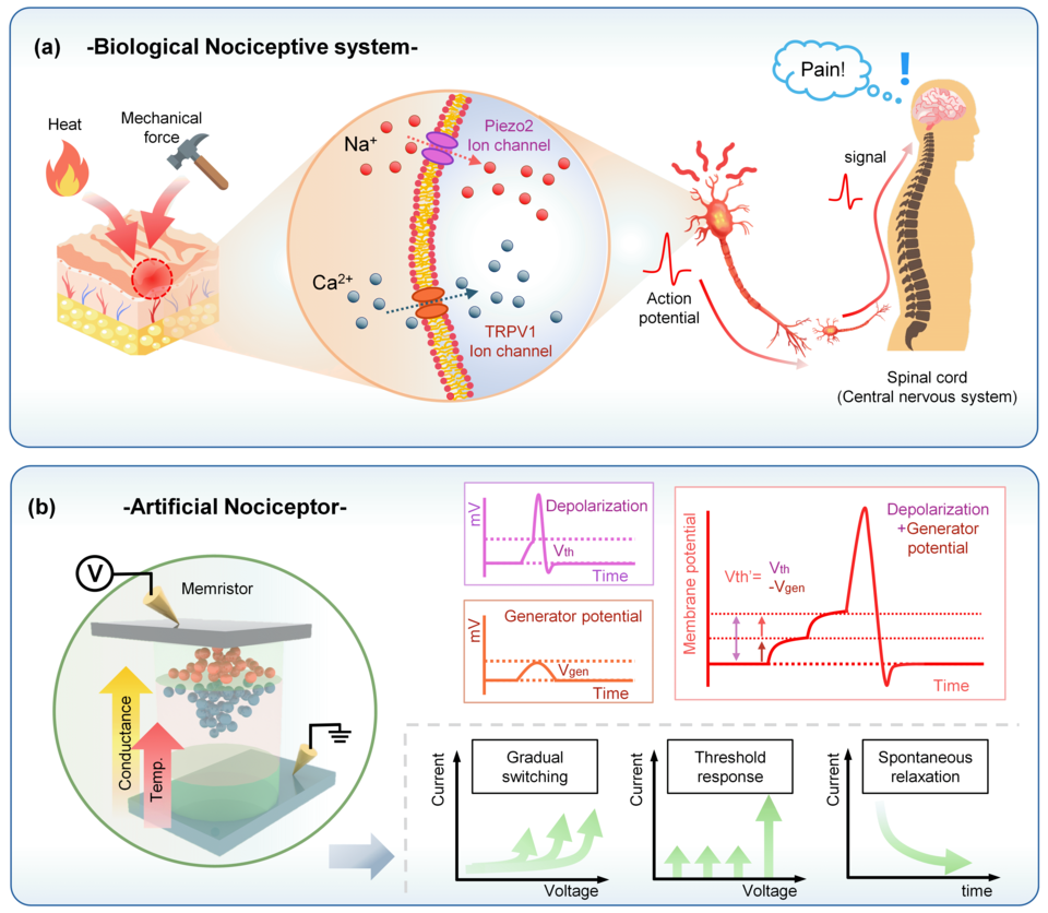(위)생물학적 통각 신호 생성 및 전달 메커니즘. (아래)생물학적 통각 수용체의 막 전위 역학과 일치하는 전도도 변조 특성을 나타내는 인공 통각 수용체(사진=세종대)